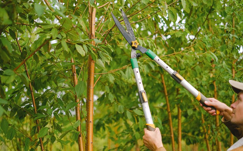 Tree trimming in Lake Placid, NY